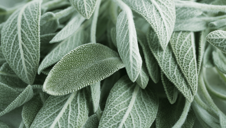 natural menopause relief