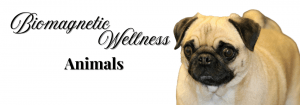 pet pug with biomagnetic wellness and animals text next to the dog