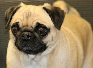 biomagnetic pair for pets