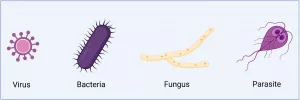 pathogens biomagnetic pair therapy